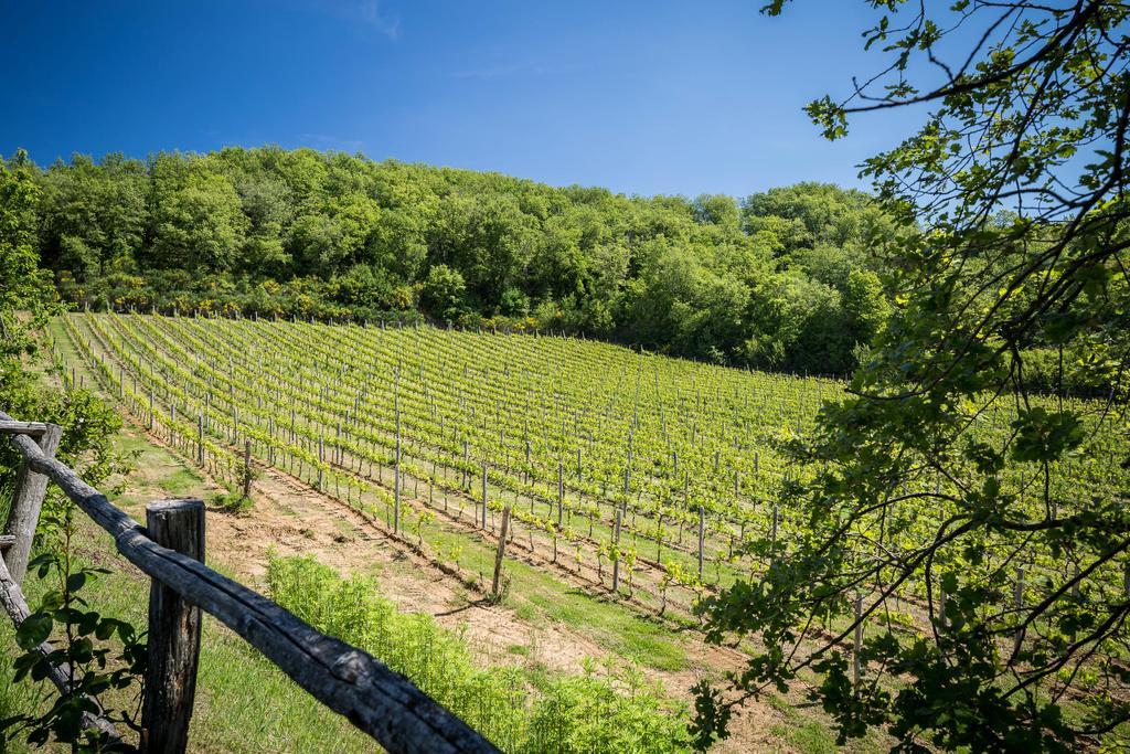 Le Cetinelle Guest House Greve in Chianti Exterior photo